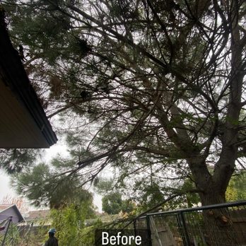 Ordonez Tree Trimming Services - Before tree trimming job - Tree Services Near Me Ordonez Tree Trimming Services - Before tree trimming job - Tree Services Near Me