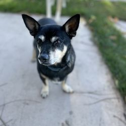 Ziveli Winery - Bean. Winery Dog and food mooch! He loves to receive bites of your pizza crust. Must refrain though!