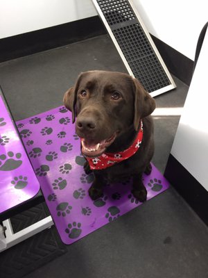 deena dees mobile pet spaw