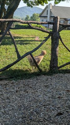 Glen Gordon Manor by null