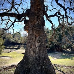 Grapevine Springs Park - Tree where Sam Houston camped and met with Indian tribes for peace treaty.