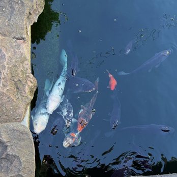 Sevys Bar and Kitchen - Koi fish in the nearby fish pool - Bars Near Me - Aptos, California