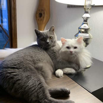 Pet Palace - Indianapolis/Carmel - We love Raven! - Pet Sitting Near Me - Indianapolis, Indiana