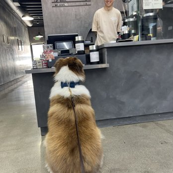 FNF Coffee & Kicks - Waiting for his Paw-tcha - Coffee & Tea Near Me - Culver City, California FNF Coffee & Kicks - Waiting for his Paw-tcha - Coffee & Tea Near Me - Culver City, California