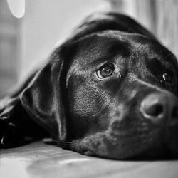 Mattapoisett Animal Hospital