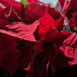 Lowe's Home Improvement - Poinsettia