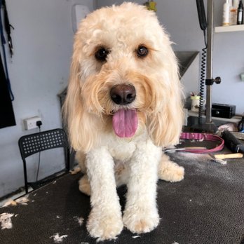 Vanity Fur - Millie the lovely Cockapoo! - Pet Groomers Near Me - Ferring, WSX