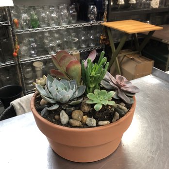 Alpha Floral - Succulent arrangement. - Florists Near Me - Santa Barbara, California Alpha Floral - Succulent arrangement. - Florists Near Me - Santa Barbara, California