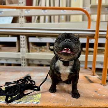 Off Leash K9 Training  - Pet Training Near Me - Murrieta, California