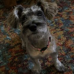 Ruff Cuts Boutique - Strudel Baby