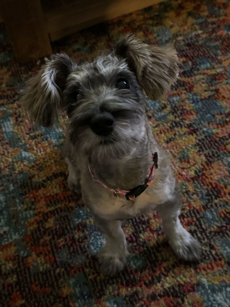 Ruff Cuts Boutique - pet boarding facility in North brunswick, NJ