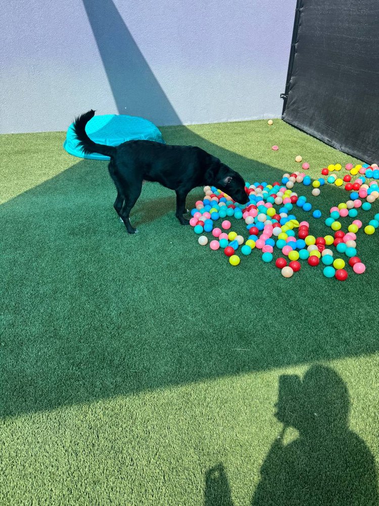 Bay Paws Pet Resort - pet boarding facility in Wesley Chapel, FL
