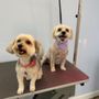 Photo of Doggyland Grooming