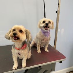 Doggyland Grooming