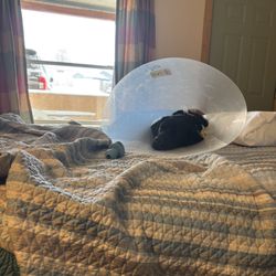 Broken Arrow Motel - Two cozy beds in a cozy room (doggie just had surgery so was in the cone of shame).