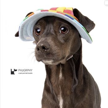 Ph2grphy - Pet Photography Near Me - Agoura Hills, California Ph2grphy - Pet Photography Near Me - Agoura Hills, California