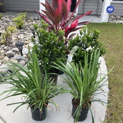 Discount Landscape Supply - My new plants from Discount Landscape Supply!