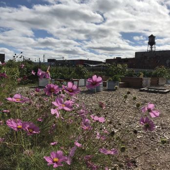 Keep Growing Detroit - Crops and flowers - Community Gardens Near Me - Detroit, Michigan Keep Growing Detroit - Crops and flowers - Community Gardens Near Me - Detroit, Michigan