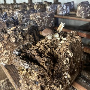 Mountain Meadow Mushrooms - Specialty Food Near Me - Escondido, California Mountain Meadow Mushrooms - Specialty Food Near Me - Escondido, California