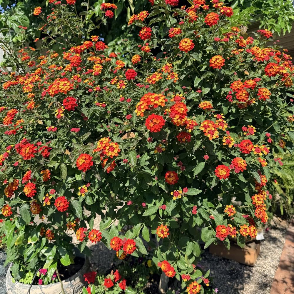 Sal Rodriguez Landscapes - flowers - Landscaping Near Me - Chico, California Sal Rodriguez Landscapes - flowers - Landscaping Near Me - Chico, California