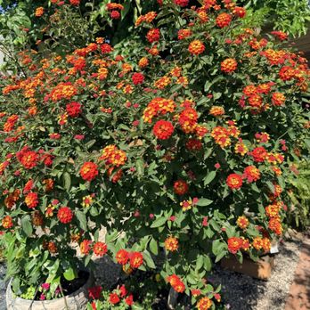 Sal Rodriguez Landscapes - flowers - Landscaping Near Me - Chico, California Sal Rodriguez Landscapes - flowers - Landscaping Near Me - Chico, California