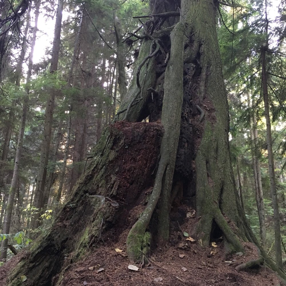 Lovers Walk Trail - Gnarly tree - Hiking Near Me - Vancouver, British Columbia Lovers Walk Trail - Gnarly tree - Hiking Near Me - Vancouver, British Columbia
