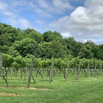 Lasata Wines - Their grapes on property - Wineries Near Me - Lawrenceville, Illinois Lasata Wines - Their grapes on property - Wineries Near Me - Lawrenceville, Illinois