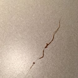 KFC - Here's a picture of the cooked hair that was in the chicken breading on the our Chicken legs