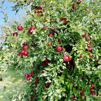Keller’s Farmstand - Fruits & Veggies Near Me - Naperville, Illinois