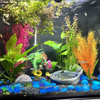 Petco - A school of Danios, 1 albino loach, and a school of tetras. - Pet Training Near Me - Palm Springs, California Petco - A school of Danios, 1 albino loach, and a school of tetras. - Pet Training Near Me - Palm Springs, California