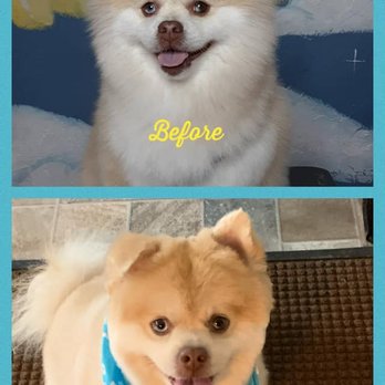 Alford's Angels - Handsome Kody Bear! - Pet Groomers Near Me - Kenmore, New York