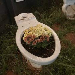 Flex - Not the arrangement I'm used to seeing upon peering into a toilet bowl.