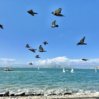 Marina Green Park - Clear view Alcatraz today - Parks Near Me - San Francisco, California Marina Green Park - Clear view Alcatraz today - Parks Near Me - San Francisco, California