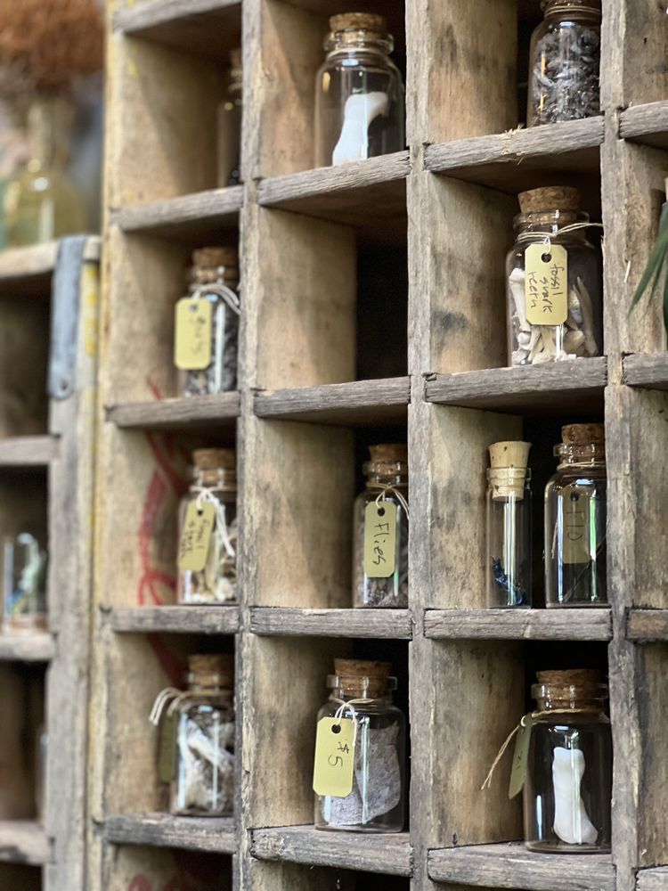 The Terrorium Shop - taxidermy in Denver, CO