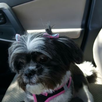 Petco - If you don't know how to put a bow on a dog, why do it.  I had to take it off..it looked like it was hurting her. - Pet Groomers Near Me - Henderson, Nevada