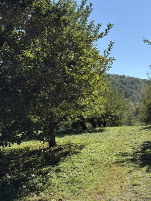 Stribling Orchard by null