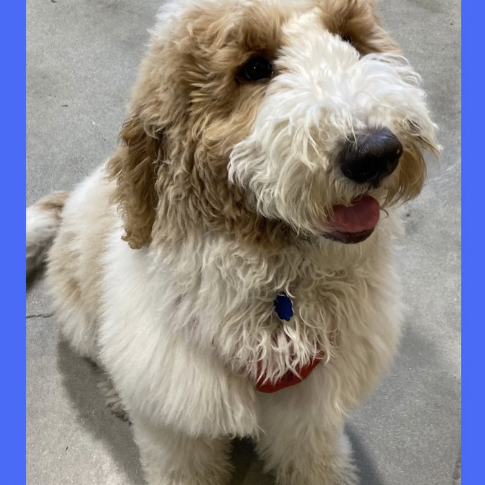 Dogdrop - Pet Sitting Near Me - Los Angeles, California Dogdrop - Pet Sitting Near Me - Los Angeles, California