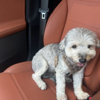 Dirty Dogs - I even asked would you like me to send pics for reference and was told no I been doing this for 15+ years he's in good hands - Pet Groomers Near Me - Solana Beach, California