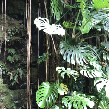 Kaumana Caves - Tropical beauty - Parks Near Me Kaumana Caves - Tropical beauty - Parks Near Me