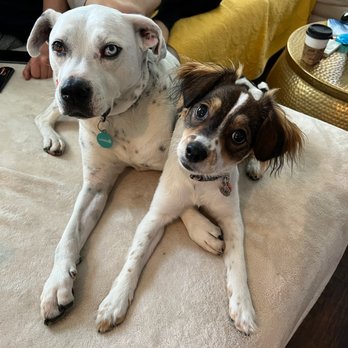 Kathleen's Critters - Pet Sitting Near Me
