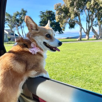 Alameda See Spot Run - Pet Stores Near Me - Alameda, California