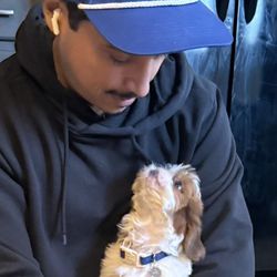 Perfect Paw Pups - MalShi joins our family