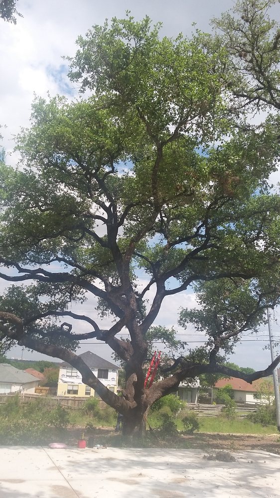 Treerific Tree Services - tree service in San Antonio, TX