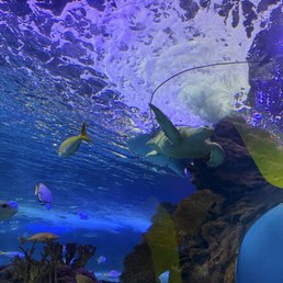 Turtle in fish tank. Turtle in fish tank.