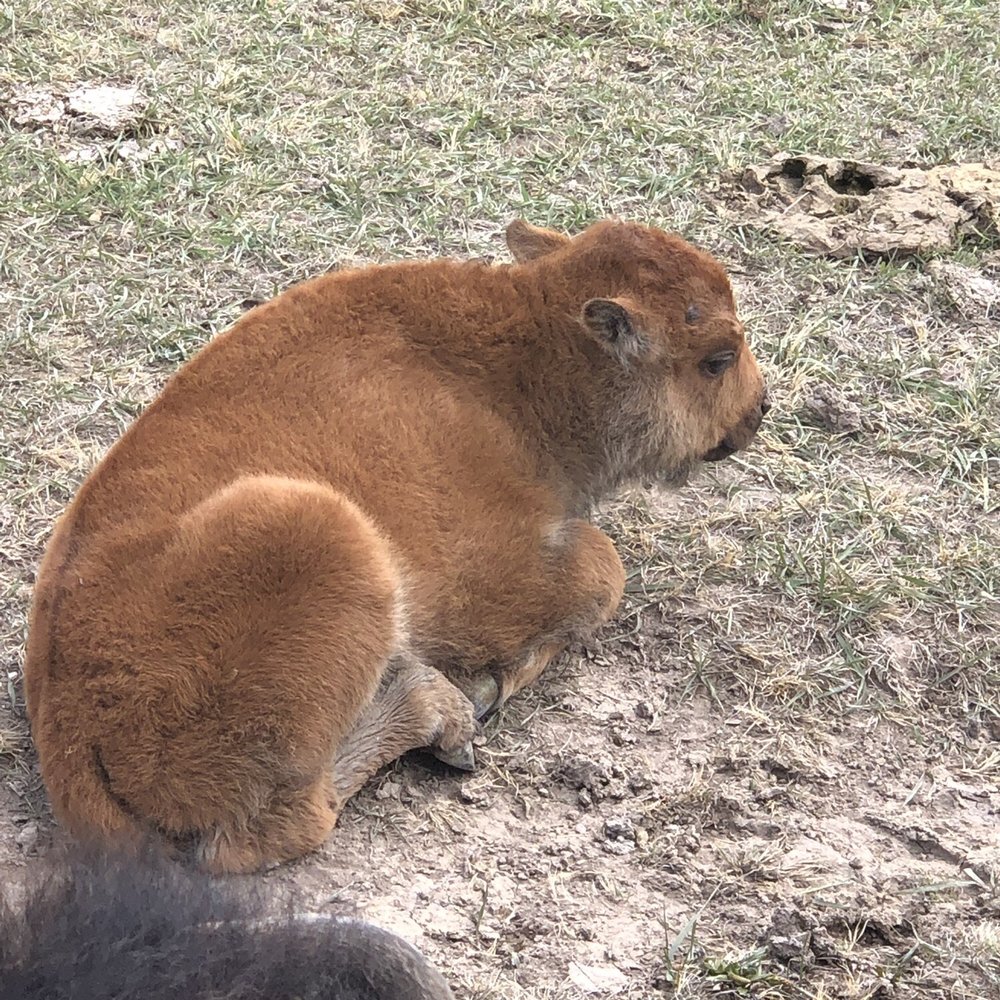 Terry Bison Ranch Resort - One of the many baby Bison born naturally here 5-11-2019 - Venues & Event Spaces Near Me - Cheyenne, Wyoming Terry Bison Ranch Resort - One of the many baby Bison born naturally here 5-11-2019 - Venues & Event Spaces Near Me - Cheyenne, Wyoming