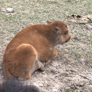 Terry Bison Ranch Resort - One of the many baby Bison born naturally here  5-11-2019 - Venues & Event Spaces Near Me - Cheyenne, Wyoming
