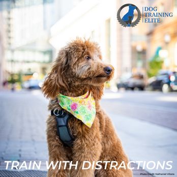 Dog Training Elite Western Chicago - Pet Training Near Me - Naperville, Illinois Dog Training Elite Western Chicago - Pet Training Near Me - Naperville, Illinois