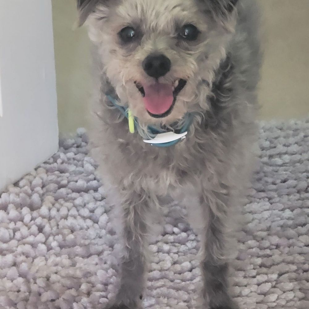 This was my dog before the haircut, suffering from the summer heat.