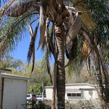 Tree & Landscape Solutions - Tree Services Near Me Tree & Landscape Solutions - Tree Services Near Me