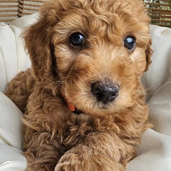 We R Mini Doodles - Pet Breeders Near Me We R Mini Doodles - Pet Breeders Near Me